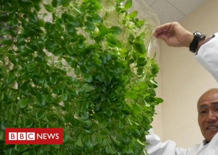 Sem terras nem mão de obra, Japão revoluciona agricultura com robôs, polímeros e drones