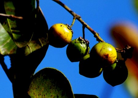 Pesquisa comprova elevado potencial nutricional do murici