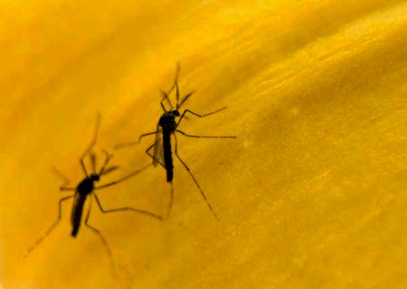 Pessoas que tiveram dengue s&atilde;o propensas a ter sintomas da covid-19