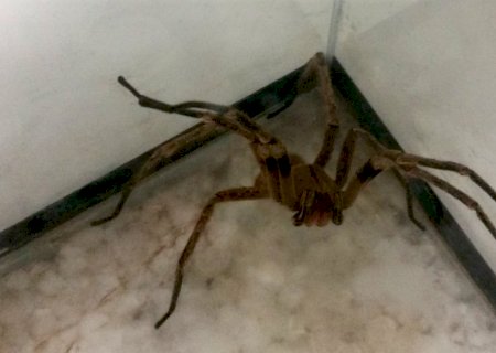 Estudo aponta que aranhas ocupam terceiro lugar no número de acidentes com animais peçonhentos