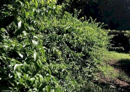Inclua a ora-pro-n&oacute;bis na alimenta&ccedil;&atilde;o e tenha mais sa&uacute;de