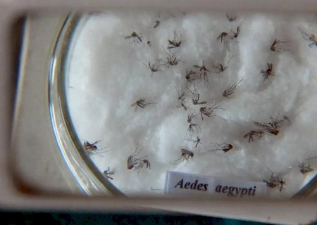 Pesquisa detecta transmissão vertical de zika e chikungunya