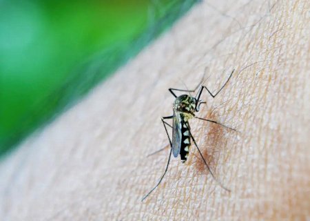 Brasil ultrapassa meio milhão de casos prováveis de dengue