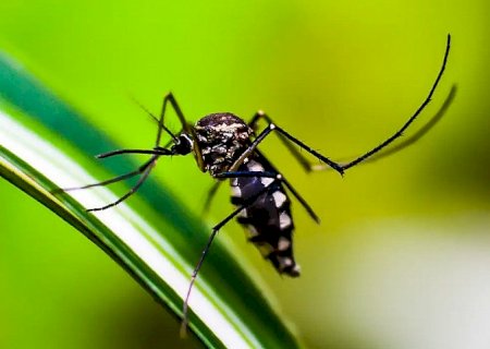 Dengue: Brasil tem mais de mil mortes confirmadas ou em investigação