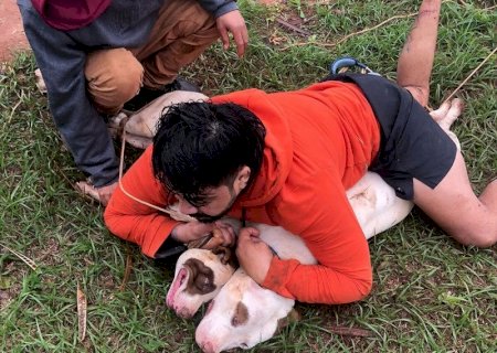 Lutador imobiliza dois pit bulls após sofrer ataque