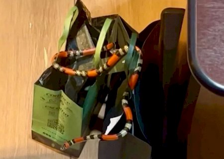 Cobra invade loja de cosméticos e assusta funcionárias em MS