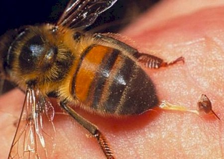 Homem morre após ataque de abelhas em fazenda