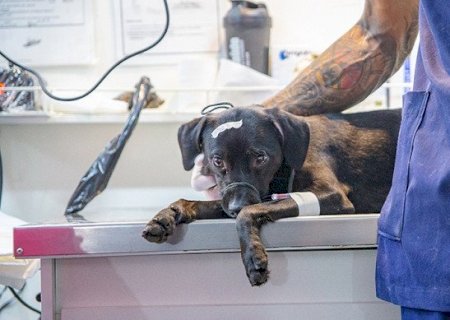 Homem é preso por castrar cachorro com canivete após se irritar com latidos