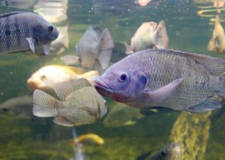 MS moderniza incentivo &agrave; piscicultura com mais controle e exig&ecirc;ncias