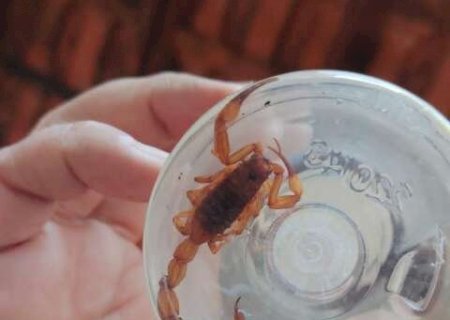 Capital j&aacute; soma quase 500 picadas de escorpi&atilde;o; veja como agir