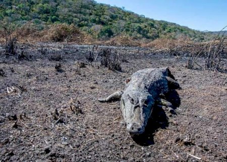 ONG e Governo de MS criam ra&ccedil;&atilde;o para alimentar fauna do Pantanal no p&oacute;s-fogo